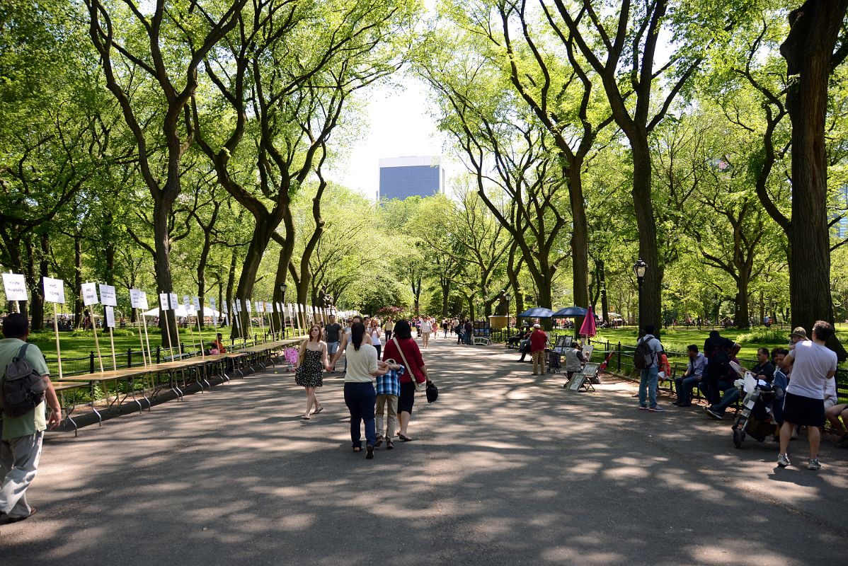 07A American Elms Form A Canopy Above The Mall The Widest Pedestrian Pathway In Central Park Midpark 66-72 St